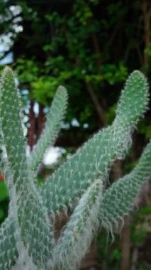 Dikey video Opuntia Senilis yaşlı adamın baş kaktüsü, Meksika 'ya özgü bir tür.