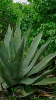 Dikey video, Meksika topraklarında agave