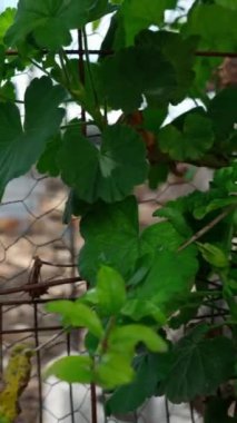 Dikey video, bir demet nar meyvesi, olgun meyve.