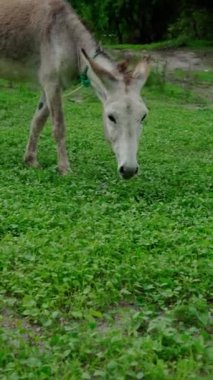 Dikey video, yeşil alanın ortasında otlayan evcil eşek.