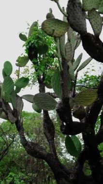 Dikey video, nopal cardon çalılığı, Opuntia streptacantha