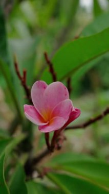 Dikey video, Plumeria Rubra, Dolly geri