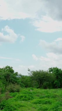 Dikey video, Meksika 'da yağmur mevsiminde arka planda tepeler olan bir çalılığın karasal ekosistemi.