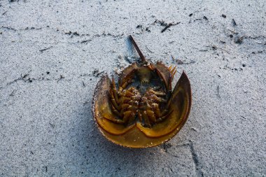 Kumsaldaki deniz hayvanı..