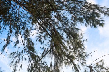 çeşitli çam dalları, kumlu sahil.