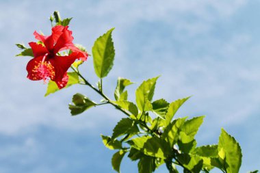 Mavi gökyüzünün altındaki dallardan sarkan parlak kırmızı amber çiçeği, doğal ışığın altında çekildi. Huzurlu tropikal ortam. Doğa, çiçek, botanik ve yaz temaları için ideal..