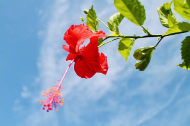 Mavi gökyüzünün altındaki dallardan sarkan parlak kırmızı amber çiçeği, doğal ışığın altında çekildi. Huzurlu tropikal ortam. Doğa, çiçek, botanik ve yaz temaları için ideal..