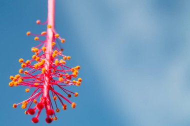 Minimalist makro pembe amfibik stamen sarı polen ve yumuşak mavi gökyüzü arkaplanı. Toba Samosir, Endonezya 'da çekilmiş. Çiçek, bilim, zen, spa, yaz tasarım temaları vs. için ideal. Kopyalama alanı için boş oda.