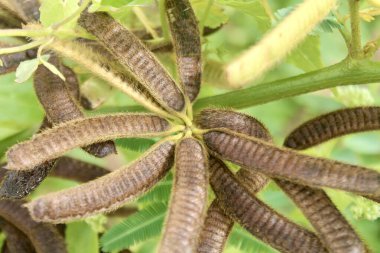 Macro photo of Mimosa pigra seed pods, taken in North Sumatra. Fuzzy brown texture and vibrant green contrast make it ideal for herbal, botanical, and educational themes.