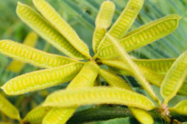 Macro photo of Mimosa pigra seed pods, taken in North Sumatra. Fuzzy brown texture and vibrant green contrast make it ideal for herbal, botanical, and educational themes.