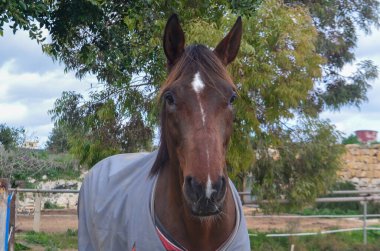 Köydeki otlakta bir atın portresi..