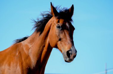 Görkemli Bir At Yakın Çekim Fotoğrafçılığının Portresi