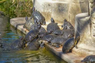 Bir grup kaplumbağa bir kayanın üzerinde güneşleniyor, sıcaklığın tadını çıkarıyorlar.