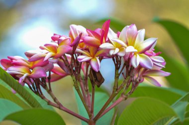 Çarpıcı Frangipani (Plumeria) Tam Çiçek Çiçeği Fotoğrafında Çiçekler