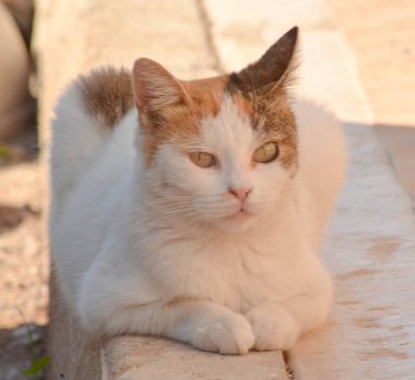 Sokakta sakince oturan başıboş bir kedi, merakla etrafa bakıyor. Yumuşak güneş ışığı kürküne vurgu yaparak kentsel bir ortamda huzurlu bir an yaratıyor. Şehir yaban hayatı teması için mükemmel.