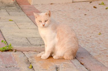 Sokakta sakince oturan başıboş bir kedi, merakla etrafa bakıyor. Yumuşak güneş ışığı kürküne vurgu yaparak kentsel bir ortamda huzurlu bir an yaratıyor. Şehir yaban hayatı teması için mükemmel.