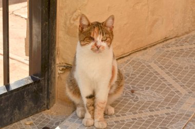 Tek gözlü esnek bir sokak kedisi sakince sokakta oturur ve şehir hayatına benzersiz bir cazibeyle uyum sağlar. Güneş ışığı kürklere vurgu yapıyor ve kentsel yaban hayatının dayanıklılığını yakalayan zorlu bir an yaratıyor.