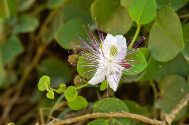 Kapari fabrikası Capparis spinosa hem görsel cazibesi hem de mutfak katkılarıyla ünlüdür. Akdeniz bitkileri ve egzotik çiçekler hayranları için mükemmel.