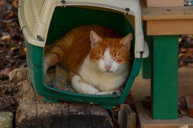 Yeşil ve bej renkli bir kedi taşıyıcısında dinlenen kızıl ve beyaz bir kedinin yakın çekimi, sokak kedileri için tasarlanmış daha büyük bir barınağın bir parçası.