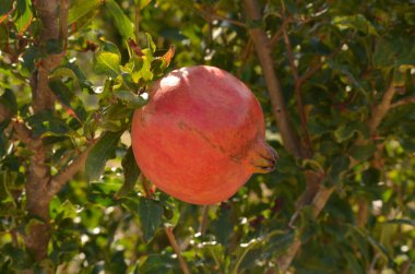 Bir daldan sarkan canlı, olgun bir nar, güneşli bir bahçede yemyeşil yapraklarla çevrili. Bu yakın çekim doğal güzelliği vurguluyor. 