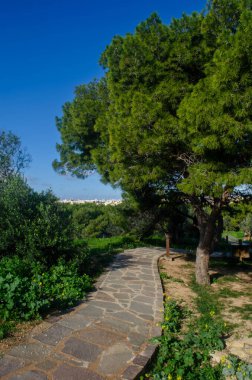 Çevresi yemyeşil, ahşap çitler ve doğal güneş ışığıyla çevrili huzurlu bir park ortamında güzel bir doğa yolu. Açık hava, seyahat ve park temalı projeler için mükemmel.