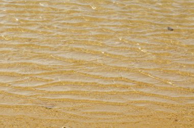 Dalgalanan yumuşak dalgalarla altın suyun güzelliğini yakala. Plaj aşıkları ve doğa meraklıları için mükemmel sakin bir sahne, sükunetin özünü vurguluyor