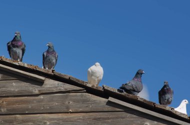 Güvercinler ve beyaz bir güvercin kırsal bir ahşap çatıda dinleniyor, parlak mavi gökyüzüne karşı tüylerini ve eşsiz davranışlarını sergiliyorlar.