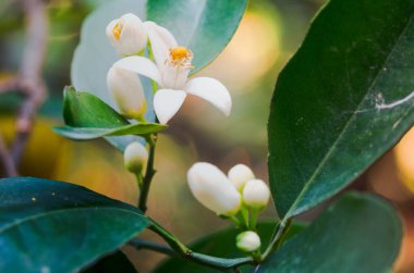 Portakal ağacının yaşam döngüsünü takip edin, tatlı kokulu beyaz çiçeklerden canlı olgun meyvelere kadar, ve onun büyüme aşamalarını, güzelliğini, ve doğa ve çiftçilikteki önemini öğrenin.. 