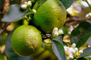 Olgunlaşmamış portakalların narenciyenin tatlı kokulu çiçekleri arasında büyümesini izleyin, ki bunlar olgunlaşmanın bu erken safhasında, aslında, portakal yetiştiriciliğinin doğal gelişimini gösteriyor..