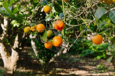 Portakal ağaçlarıyla dolu bir mandalina korusuna girin. Bahçede güzel bir şekilde korunan yaprakların arasına meyve doldurun.