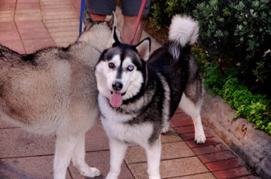 A beautiful Siberian Husky named Skadi standing outdoors in natural light. This majestic dog showcases its thick double coat, striking blue eyes, and wolf like features.  clipart