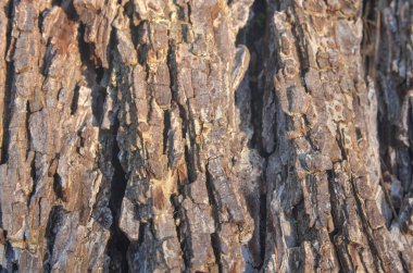  Karmaşık dokuları, derin çatlakları ve doğal sertliği olan bir ağaç kabuğu yüzeyine yakın plan. Arkaplan, tasarım ve çevre kavramları için ideal.