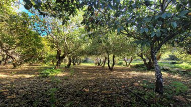 Ağaçları meyve ve sık yapraklarla dolu pitoresk bir narenciye bahçesi. Güneş ışığı dalların arasından süzülür, yemyeşil ve huzurlu tarım ortamını vurgular