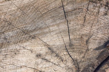 Ayrıntılı büyüme halkaları ve yüzey çatlakları olan yaşlanmış ağaç odunlarına yakın durun. Arka planlar, organik dokular, ahşap işçiliği ve doğadan esinlenilmiş tasarımlar için mükemmel.