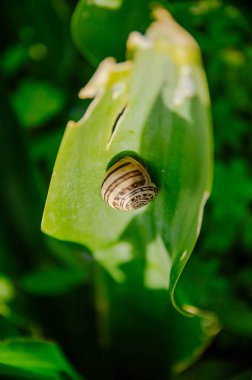 Canlı yonca bitkileriyle çevrili parlak yeşil bir yaprağın üzerinde dinlenen bir salyangozun detaylı makro görüntüsü. Güneş ışığı dokuları ve renkleri vurgular, barışçıl ve organik bir atmosfer yaratır.. 