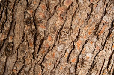 Sağlam ağaç kabuğunun detaylı makro görüntüsü zengin dokularını, çatlaklarını ve doğal ahşap tonlarını gözler önüne seriyor. Doğa geçmişi, organik dokular ve ormancılıkla ilgili konular için mükemmel.