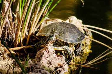 Bir tatlı su kaplumbağası, suların kenarındaki bir kayanın üzerinde uzanır. Etrafı uzun yeşil kamışlarla çevrilidir. Güneş ışığıyla ıslanır.