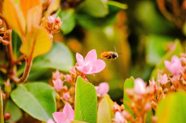 Bir bal arısı pembe bir çiçeğin yanında süzülür, donmuş uçuşun ortasında, canlı çiçekler ve yeşil yapraklarla çarpıcı bir zemin oluşturur.