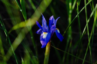 Çarpıcı bir mavi iris yemyeşil çimenlerin arasında duruyor, koyu bir arka plana karşı aydınlatılmış, canlı rengini ve karmaşık ayrıntılarını gözler önüne seriyor.