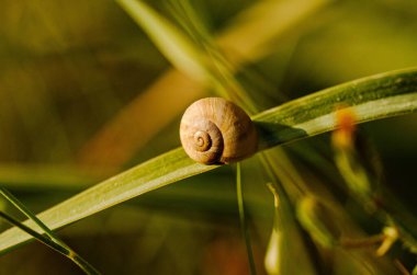 Yeşil çimlerin üzerinde dinlenen küçük bir salyangoz, altın güneş ışığıyla aydınlatılıyor. Doğanın barışçıl ayrıntıları.