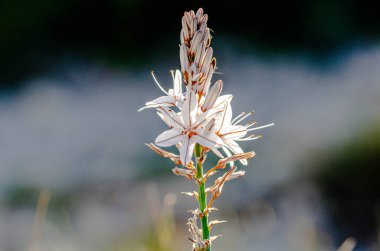 Narin doğal ışık altında çiçek açan zarif kır çiçekleri. Bulanık arka plan rüya gibi bir atmosfer ekler..