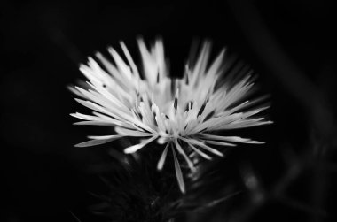 Dikenli yaprakları olan, siyah beyaz bir kır çiçeğinin güzel makro fotoğrafı, siyah ve beyaz bir arkaplan resmine karşı duruyor. 