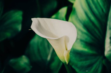 Yumuşak ışıklı beyaz bir zambak baş döndürücü yakın plan, yemyeşil yapraklarla çevrili. Doğa ve çiçek teması için mükemmel.