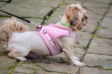 Pembe bir koşum takımı ve yeşil bir tasma takan tüylü küçük bir köpek tasma ile taş bir patikada yürüyor. Hayvan severler, köpek modası ve açık hava hayvan bakım temaları için harika bir çekim..