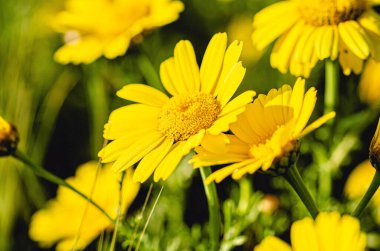 Güneşin altında güneşlenen altın sarısı çiçeklerin çarpıcı yakın çekimi. Karmaşık taç yaprakları ve doğal güzellikleri yakalamak, bu resim bahar ve yaz temalı tasarımlar için mükemmeldir.