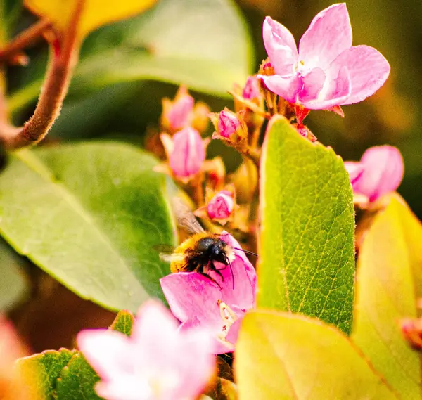 Narin pembe çiçeklerden nektar toplayan bir yaban arısının detaylı yakın çekimi tozlaşmayı, biyolojik çeşitliliği ve doğanın güzelliğini sembolize eder.