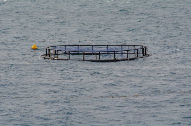 Tek bir dairesel balık kafesi, şamandıralarla çevrili dalgalı denizde yüzer. Açık denizde deniz suyu yetiştirme tesisi kuruldu.