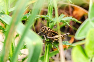 Vahşi yaprakların arasında dikenli yeşil bir devedikeni üzerinde duran kahverengi bir çekirgenin detaylı bir makro fotoğrafı. Doğal gün ışığında yakalanan resim, karmaşık dokuyu vurguluyor.