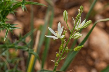 Hassas beyaz kır çiçekleri yeryüzünün içinde çiçek açıyor, çarpıcı bir makro detayla yakalanıyor. Botanik çalışmaları ve doğal güzellik temaları için ideal.