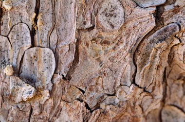 Kalıplı ağaç kabuğunun yakın plan görüntüsü çatlamış, engebeli yüzeyin zengin toprak tonlarıyla sergilenen katmanları. Bu soyut organik desen doğal dünyanın sessiz gücünü ve güzelliğini vurgular.